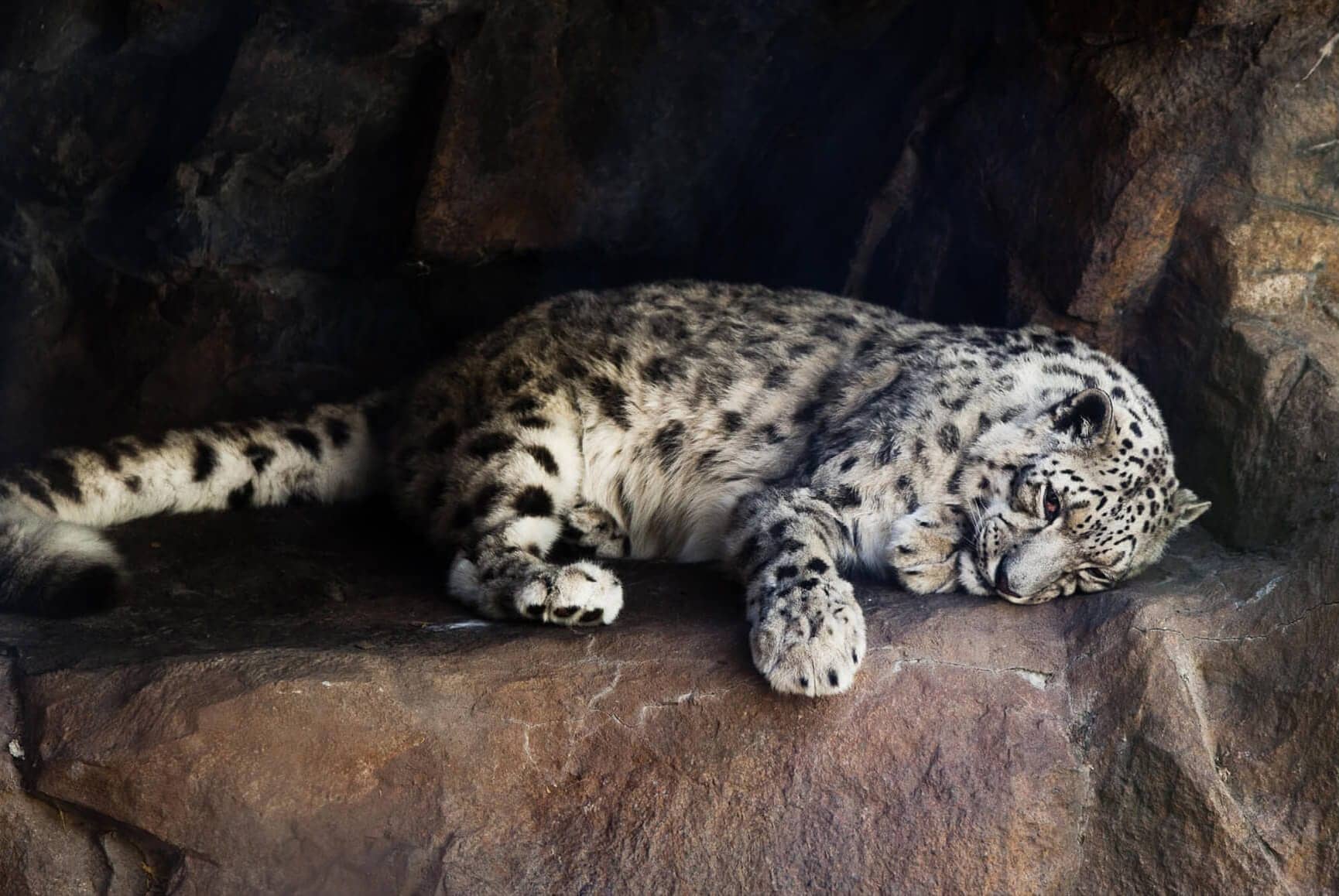Snow leopard at Como Park Zoo